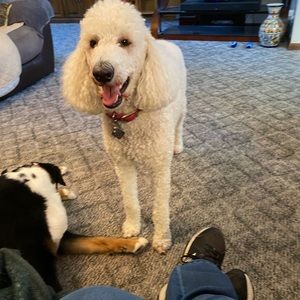 Meet your Posher, Roxane